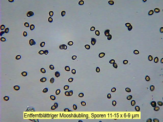 Sporen Entferntblättriger Mooshäubling